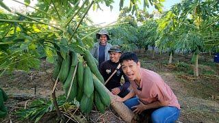 วิธีปลูกมะละกอไม่ถึงสามเดือนเริ่มติดผล ออกลูกดก รายได้ต้นละหมื่น | เอิร์ธสดชื่น สร้างอาชีพ