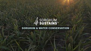 Sorghum Sustains - Sorghum & Water Conservation