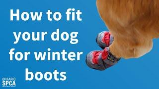 How to fit your dog for winter boots