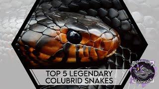 Top 5 Legendary Colubrid Snakes | Creatures of Nightshade