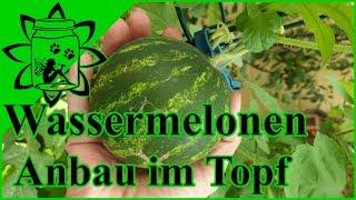 Wassermelonen Anbau im Topf | Mini Wassermelonen für den Balkon | Garteneinkochfee