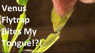 Venus FlyTrap Bites Tongue! BLOODY or Safe?!?