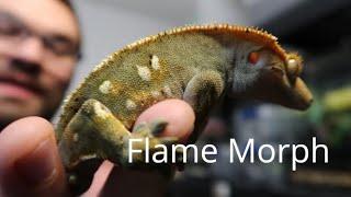 Flame Crested Gecko Breeding Project!