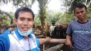 Penyakit Keringat Darah Pada Sapi Bali dan Pencegahannya