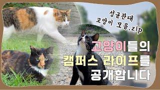 ️성균관대학교 고양이들의 캠퍼스 라이프 공개!  [SKKU CATS]