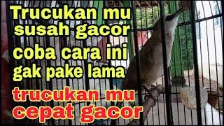 cara nyeting trucukan yang susah gacor