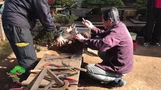 During apprenticeship of Andrei Bessonov/Making bonsai by Master Kimura  Part3 5