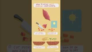 How to grow Sweet potato from scraps? #uaf #trending #potato #viral #agriculture #horticulture