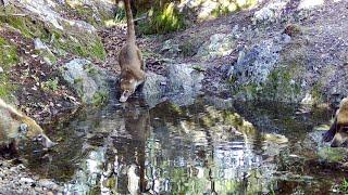 "Beauty in Arizona"  Desert wildlife on my trail cameras.