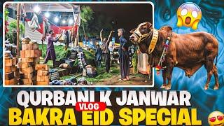 Qurbani K Janwar  | Bakra Eid Special | Heavy scenes 