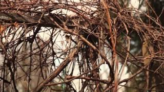 How to Prune Unruly Vines on a Grapevine : Pruning Tips