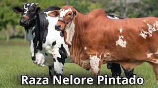 Raza Bovina Nelore pintado: La Obra Maestra Viviente en la Ganadería de Brasil.