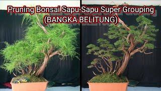 part 2 pruning bahan bonsai sapu-sapu grouping super (BANGKA BELITUNG)