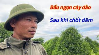 Đào Tết - Chia sẻ cách bấu ngọn cây đào tết sau khi chốt dăm lứa cuối - Vườn Nhà Bon (p102)#daotet