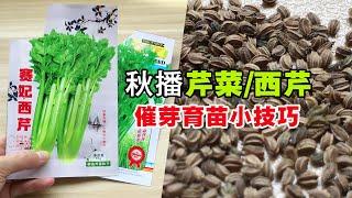 芹菜种子难出苗？只需一个小技巧处理，种子发芽快，出苗齐|Grow Celery