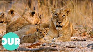 Lion Country: Young and Vulnerable Cubs in Danger | Our World