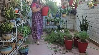 आज  मेंने  garden में  किया  ये  काम l FUN GARDENING