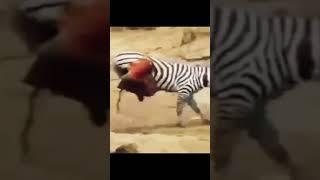 zebra  senang lolos dari gigitan buaya,, endingya bikin nangis 