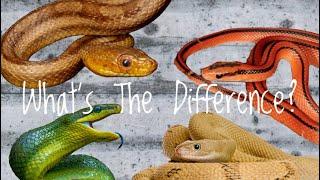 Rat Snakes! - Old World vs New World! - What’s the Difference?