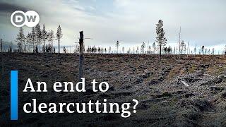 How activists are greening Sweden's logging industry | Focus on Europe