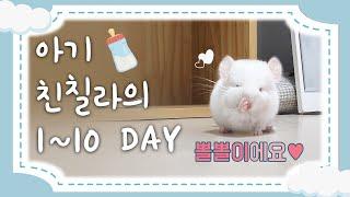 아기 친칠라 뽈뽈이 10일 성장일지 (Baby Chinchilla)