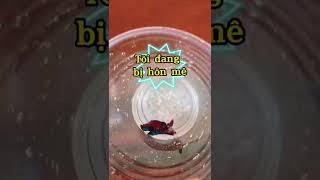 Trị bệnh nấm cho cá chỉ 20s#shorts #guppy #betta #thuysinh #bettafish #menuoica #cabaymau