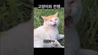 1년동안 나를 괴롭힌 고양이의 최후