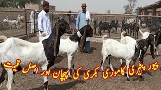 Pure pateri and kamori goats real price