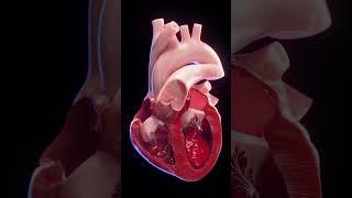 3d animated blood flow of the heart  #anatomy #meded #3dmodel