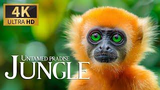 Untamed Paradise Jungle 4K  Discovery Relaxation Wonderful Wildlife Movie with Relaxing Piano Music