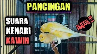 canary mating sound "potent"