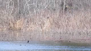 Topsfield Fairgrounds and Ipswich River Wildlife Sanctuary - 3/24/2024