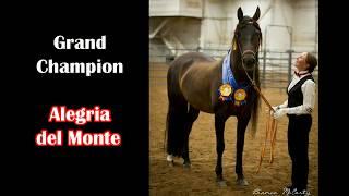 Alegria Halter Champion