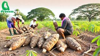 Amazing CASSAVA Cultivation and Harvest | Awesome Agriculture Technology | Cassava Processing