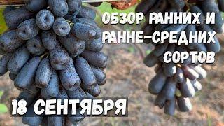 Ранне-средние сорта винограда в открытом грунте!