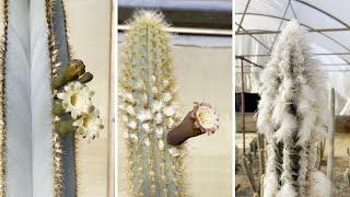 This is an early morning video of several Cactus species of Pilocereus flowering in covered hothouse