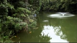 Natural Mudpond at Dainichi Toyota Koi Farm, Aichi Prefecture