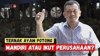 TERNAK AYAM POTONG, MANDIRI ATAU IKUT PERUSAHAAN?