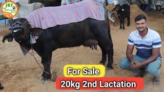 For Sale : 20 Kg in 2nd Lactation.  3rd Delivery, Female calfArun Yadav 8168879645Jhajjar 