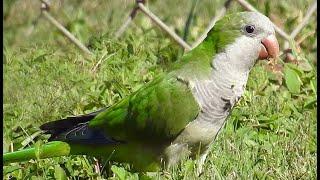 BMX Birds ~ Wild Parakeet Colony ‍️