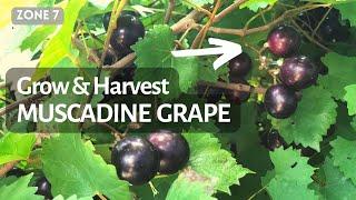how to grow muscadine grapes and harvest. zone 7 2022