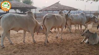 20 महीने बाद भी #गौमाता और #बछड़े का स्नेह बना हुआ है#Takhti Haryana breed Cow 