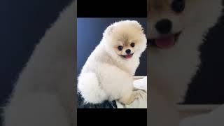포메라니안 강아지 1년 성장과정