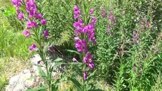 Exkursion in die Walliser Alpen