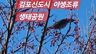 눈을 즐거워하는 야생조류,  김포한강 조류생태공원 (Gimpo bird ecology park near Seoul,  Korea)