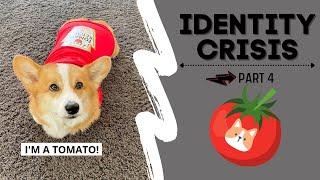 Talking Dog Thinks He is a TOMATO! #shorts #corgi