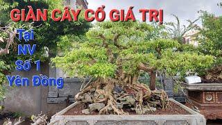 Trở lại vườn cây SỐ 1 tại Yên Đồng sở hữu giàn CÂY QUÝ khiến ai cũng phải mê tại Ý YÊN - NĐ.