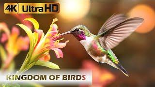 Amazing Kingdom of Birds in the Amazon Forest | Relaxing Music | 4K Quality Relaxation Film