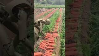 Robots Plucking carrots in China #shorts #china #agriculture