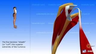 The rotator cuff: description of the muscles